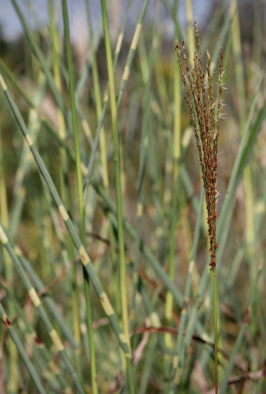 Photo of Zebra Grass